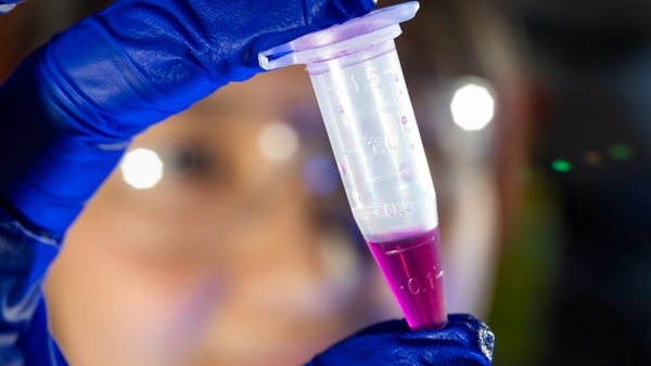 Closeup of a person's hand, in a blue latex glove, holding up a vial of magenta fluid in a lab.
