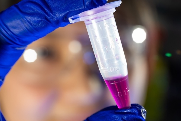 Closeup of a person's hand, in a blue latex glove, holding up a vial of magenta fluid in a lab.